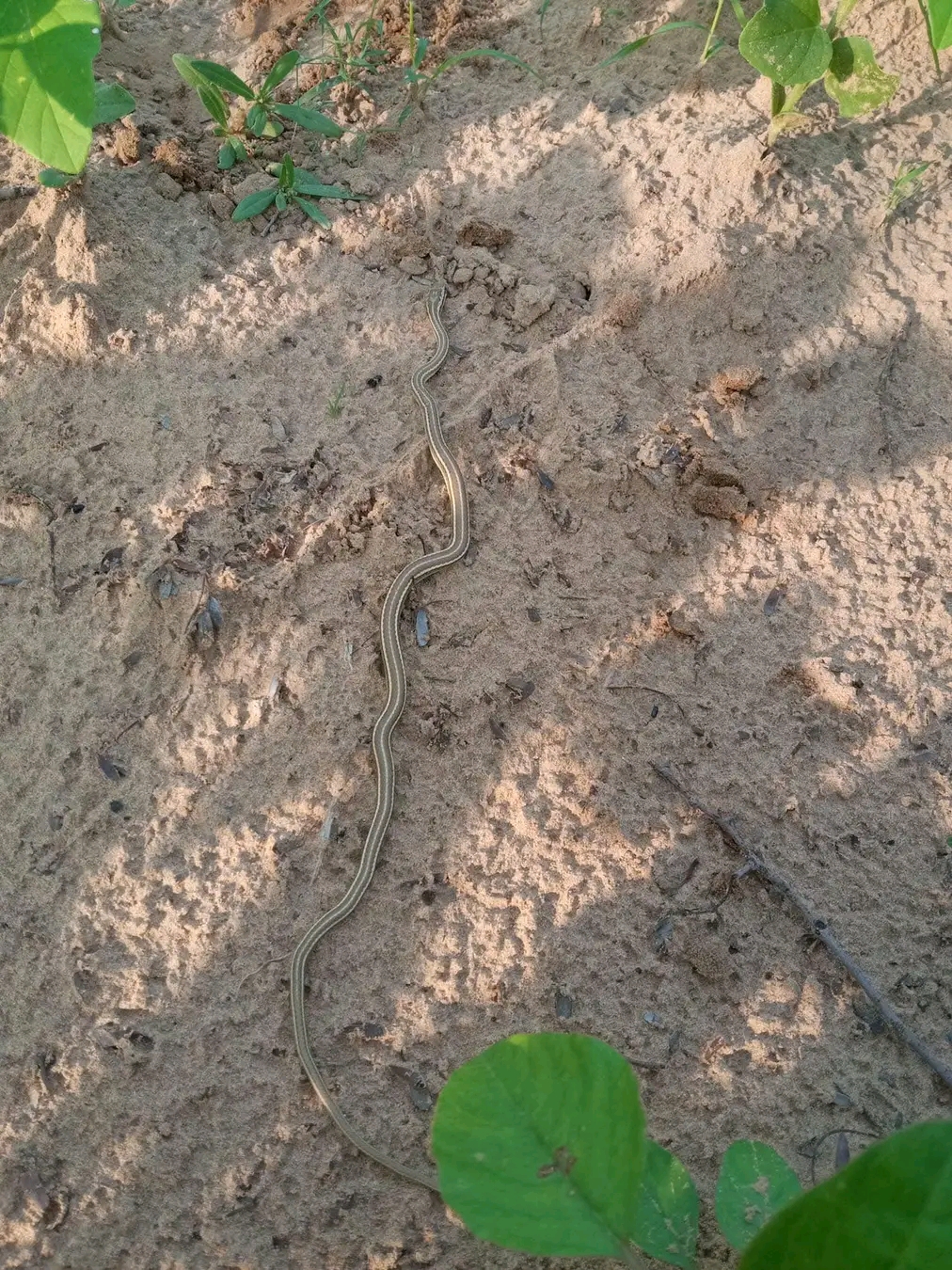 snake in IAS Raghuraj MR Car