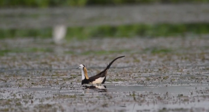 bird census