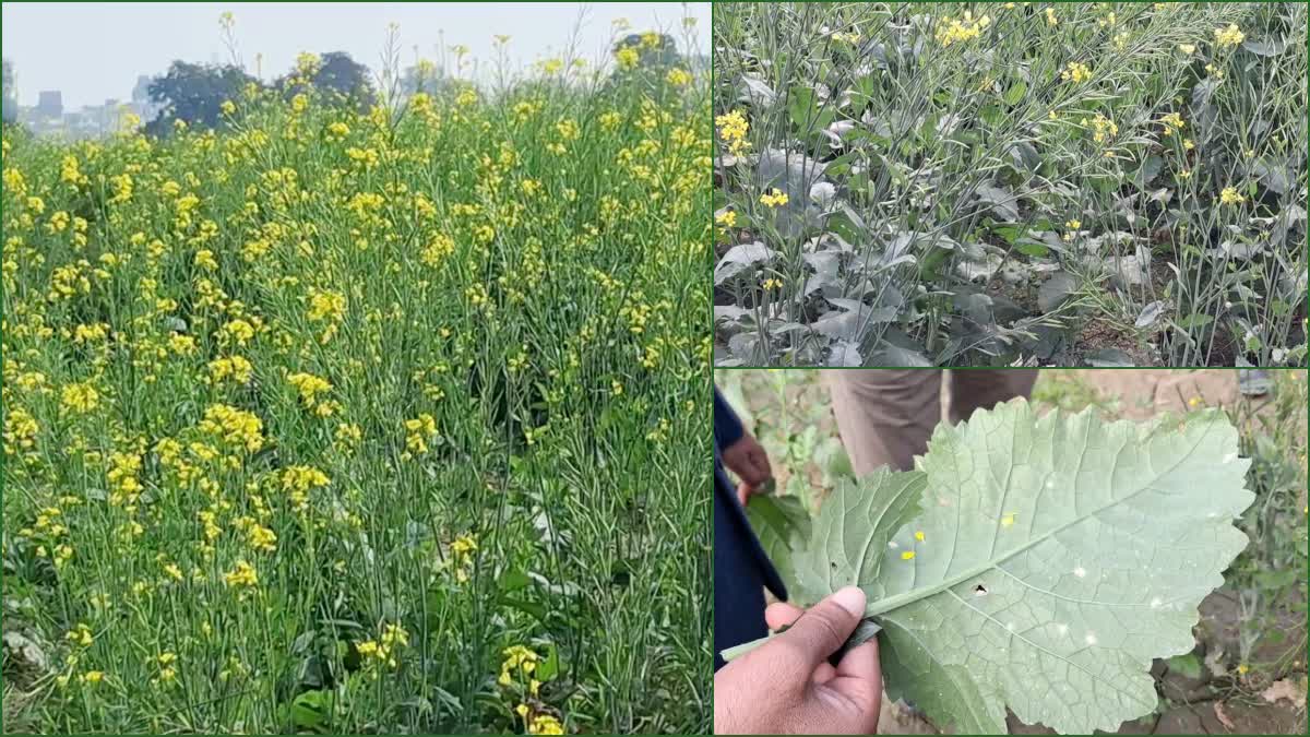 Mustard farming in Sirsa white rust disease