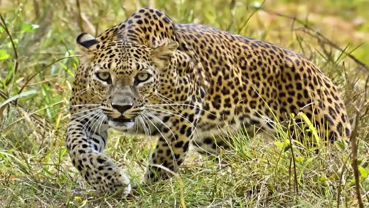 Leopard in Paonta Sahib
