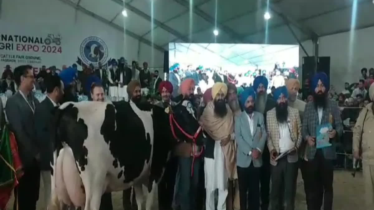 The cow broke the record in the animal fair, gave 74.5 kg milk in 24 hours in ludhiana