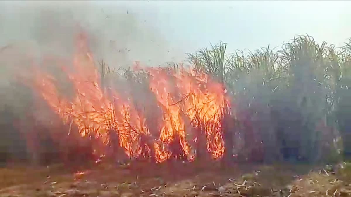मोतिहारी में गन्ना के खेत में लगी भीषण आग, दो एकड़ की फसल बर्बाद