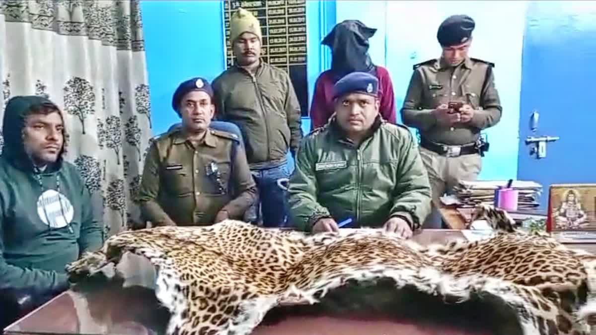 तेंदुए के खाल के साथ दो तस्कर गिरफ्तार, अंतरराष्ट्रीय बाजार में लगभग 50 लाख रुपये कीमत