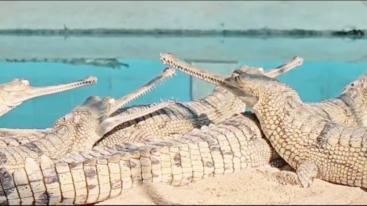 Chambal counting aquatic creatures