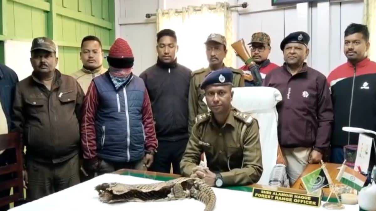 Pangolin Skin smuggling