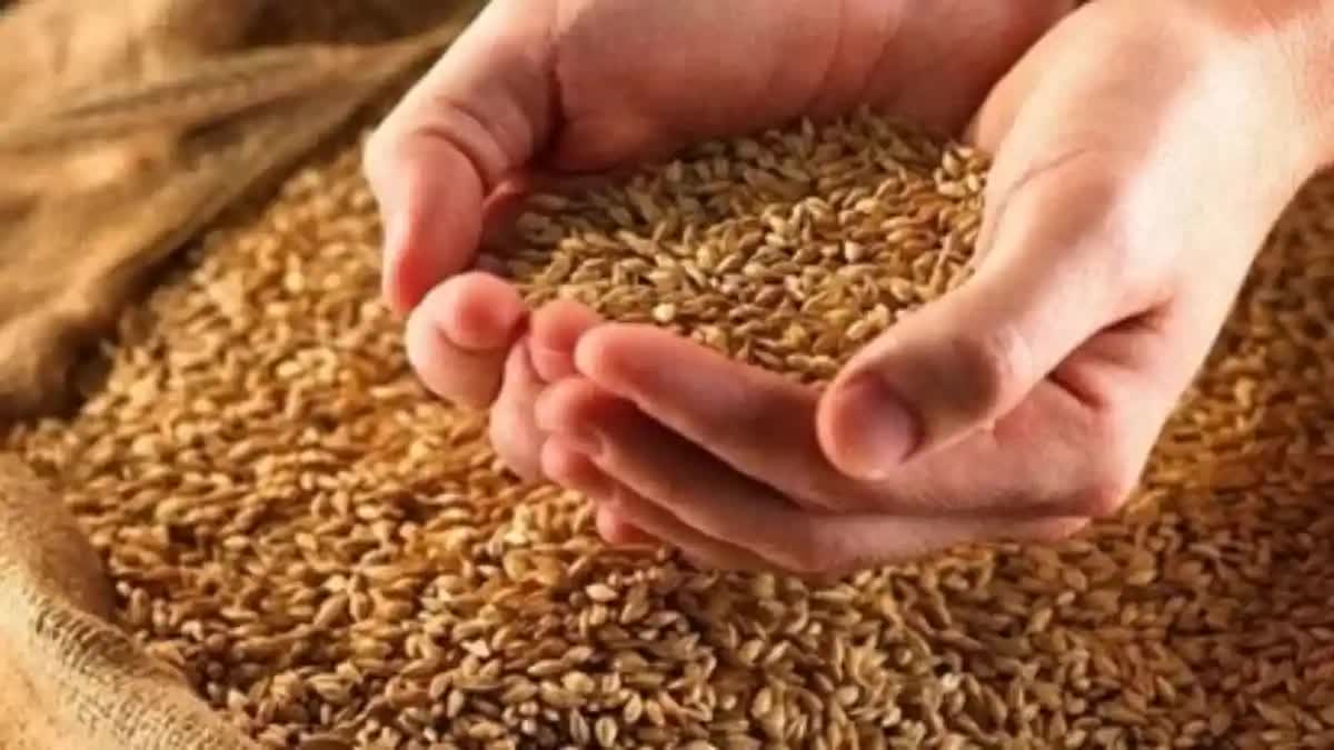 wheat Etv Bharat