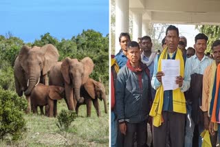 Korba Elephant affected farmers