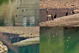 Shortage of Migratory Birds in Mandi Rivers and lakes