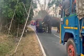 elephant attacked on lorry