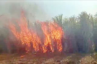 मोतिहारी में गन्ना के खेत में लगी भीषण आग, दो एकड़ की फसल बर्बाद
