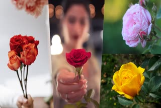 happy rose day 2024  The Valentines week  Valentines day  Rose Day celebration  വാലന്‍റൈൻസ് ഡേ