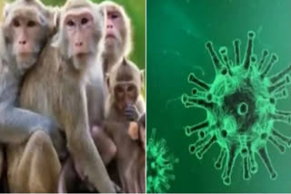 monkey fever symptoms and precution