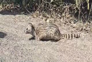 Fishing Cat