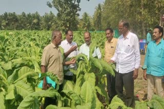 tobacco_new_seeds_awareness_camp_by_ctri_in_eluru_district