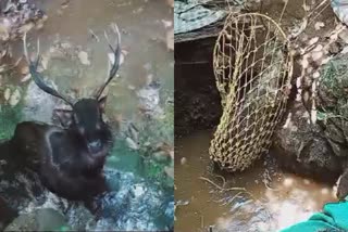 Sambar deer  Sambar deer fell into pond idukki  മ്ലാവ് കുളത്തിൽ വീണു  വനംവകുപ്പ്  ഇടുക്കി