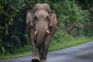 shahdol elephant terror