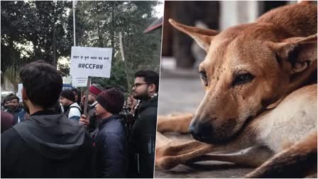 Dogs in IIT Roorkee