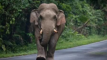 shahdol elephant terror