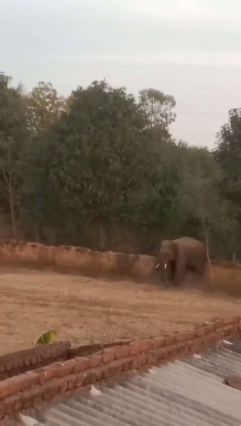 shahdol elephant terror