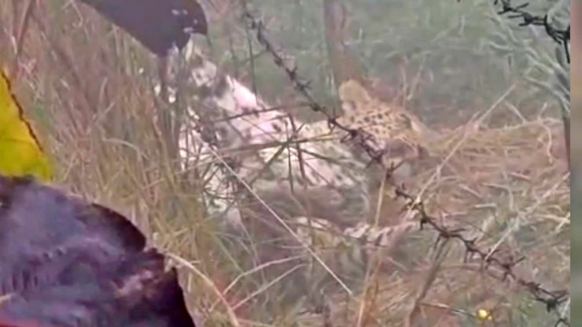 Leopard Trapped In Barbed Wire In Bagaha