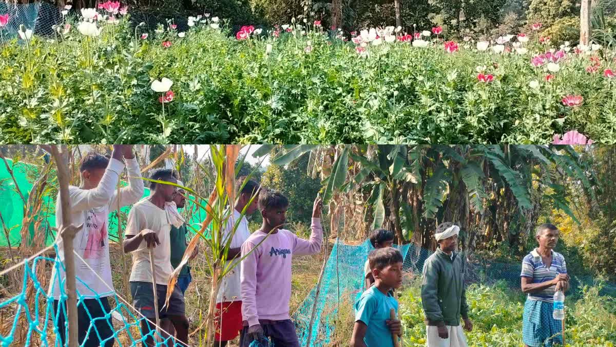 OPERATION OPIUM IN JHARKHAND