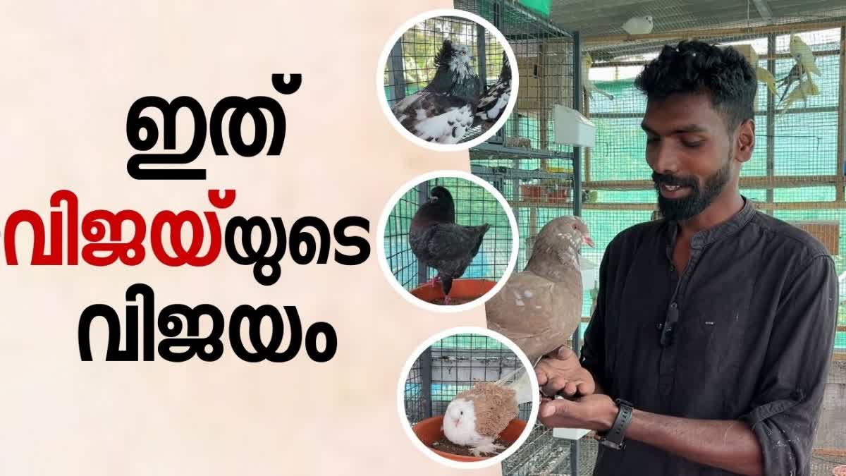 ORNAMENTAL BIRDS FARMING POOPARA  BIRDS FARMING OF VIJAY IN IDUKKI  അലങ്കാര പക്ഷി വളര്‍ത്തല്‍  പൂപ്പാറ വിജയ്‌ പക്ഷി വളര്‍ത്തല്‍