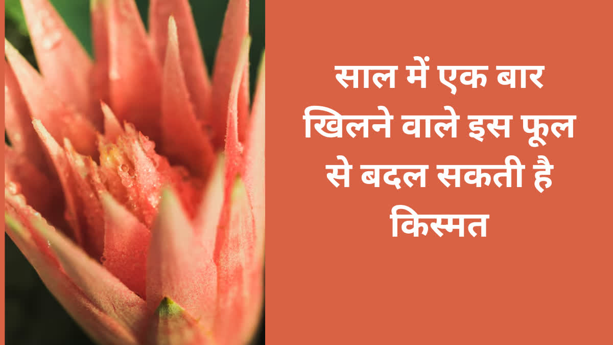 साल में सिर्फ एक बार खिलने वाला ये फूल बदल सकता है आपकी किस्मत, जानें इसकी खासियत “ > • ˌ साल में सिर्फ एक बार खिलने वाला ये फूल बदल सकता है आपकी किस्मत, जानें इसकी खासियत “ > • ˌ
