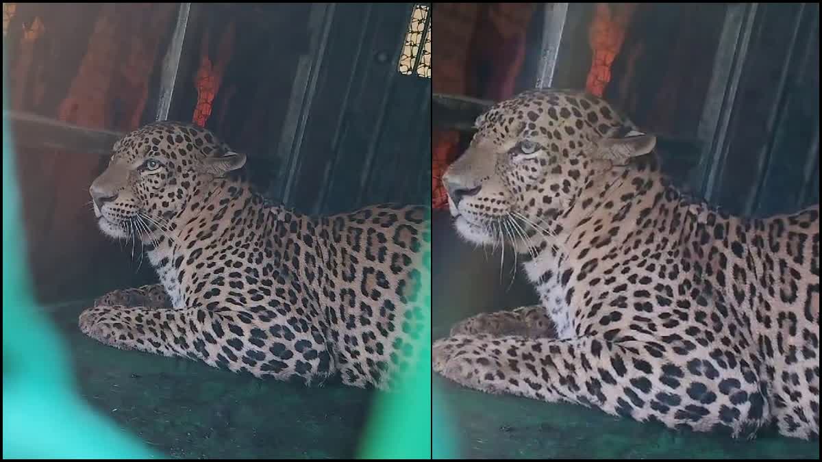 LEOPARD CAPTURED