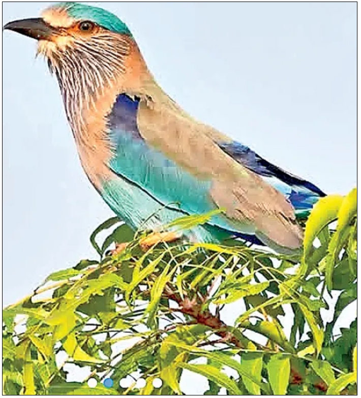 Birds Atlas Programme in IISER At chittoor District