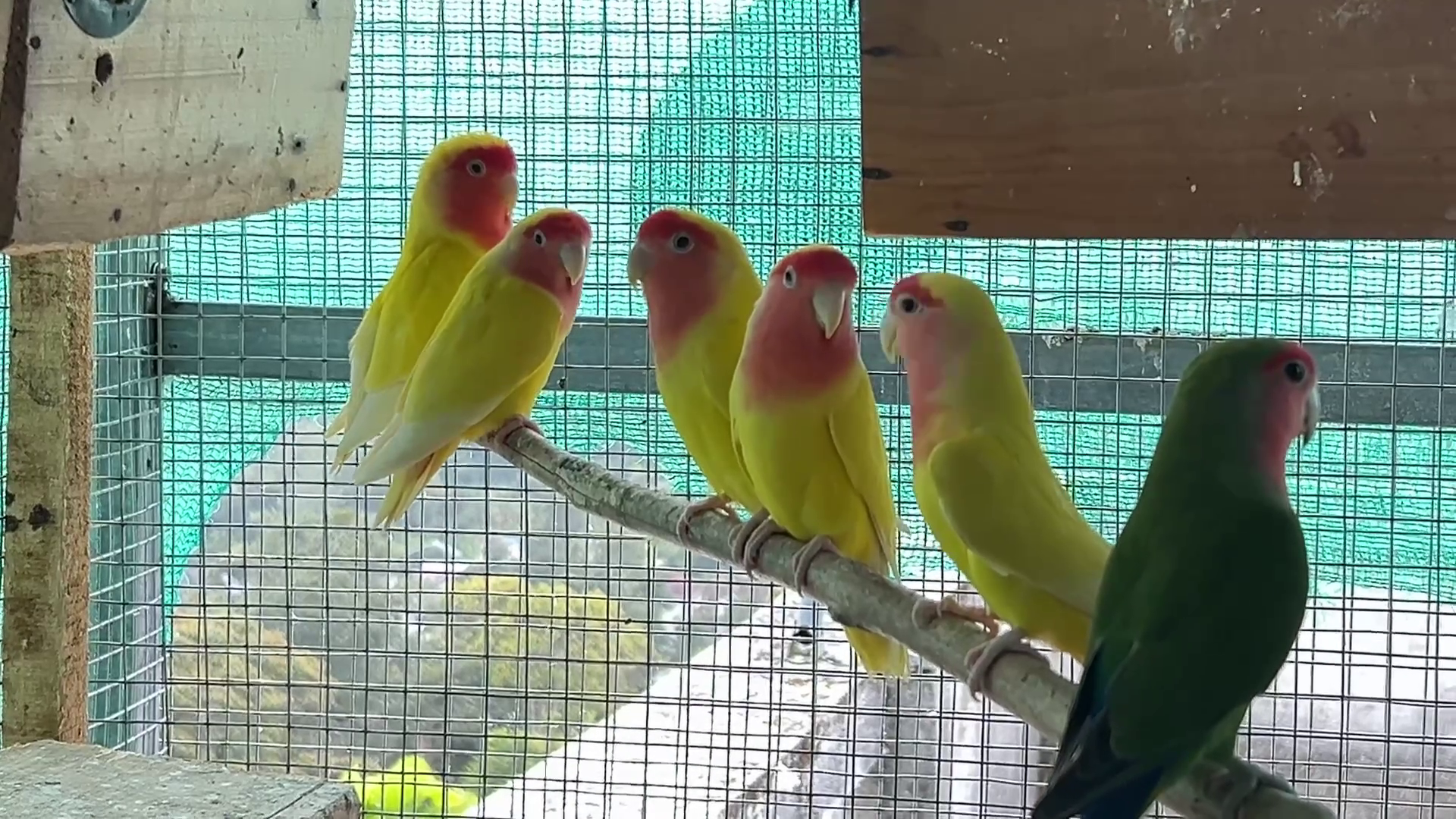 ORNAMENTAL BIRDS FARMING POOPARA  BIRDS FARMING OF VIJAY IN IDUKKI  അലങ്കാര പക്ഷി വളര്‍ത്തല്‍  പൂപ്പാറ വിജയ്‌ പക്ഷി വളര്‍ത്തല്‍