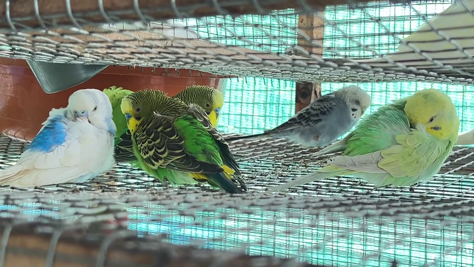 ORNAMENTAL BIRDS FARMING POOPARA  BIRDS FARMING OF VIJAY IN IDUKKI  അലങ്കാര പക്ഷി വളര്‍ത്തല്‍  പൂപ്പാറ വിജയ്‌ പക്ഷി വളര്‍ത്തല്‍