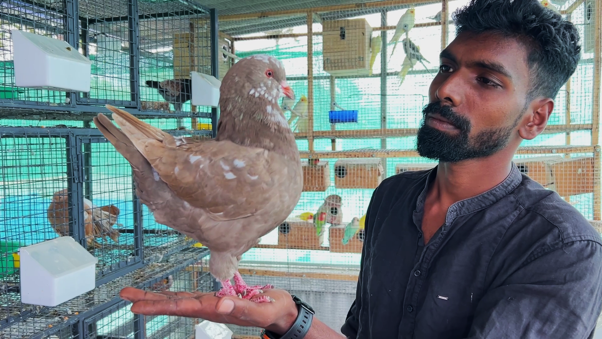 ORNAMENTAL BIRDS FARMING POOPARA  BIRDS FARMING OF VIJAY IN IDUKKI  അലങ്കാര പക്ഷി വളര്‍ത്തല്‍  പൂപ്പാറ വിജയ്‌ പക്ഷി വളര്‍ത്തല്‍