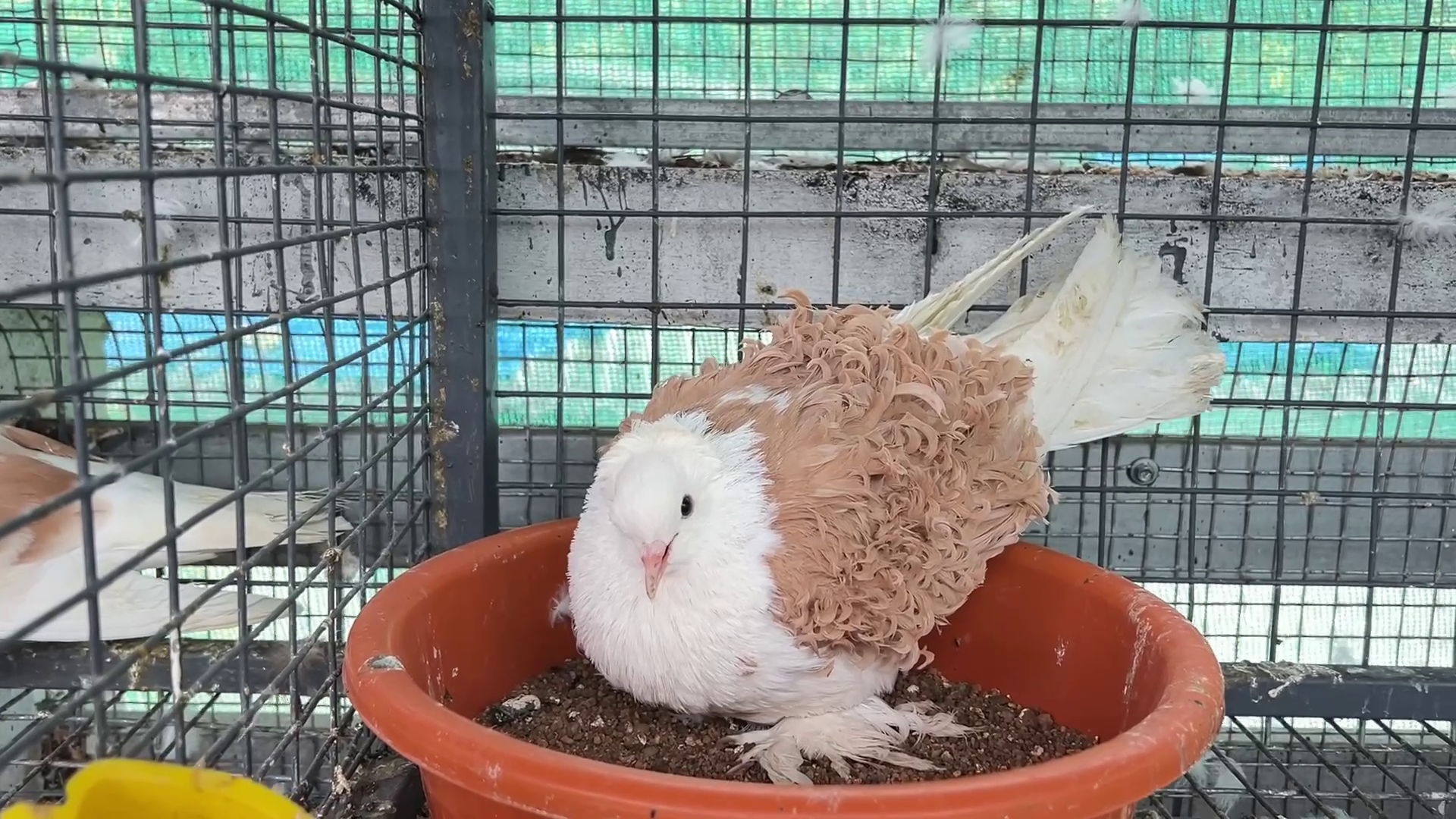 ORNAMENTAL BIRDS FARMING POOPARA  BIRDS FARMING OF VIJAY IN IDUKKI  അലങ്കാര പക്ഷി വളര്‍ത്തല്‍  പൂപ്പാറ വിജയ്‌ പക്ഷി വളര്‍ത്തല്‍