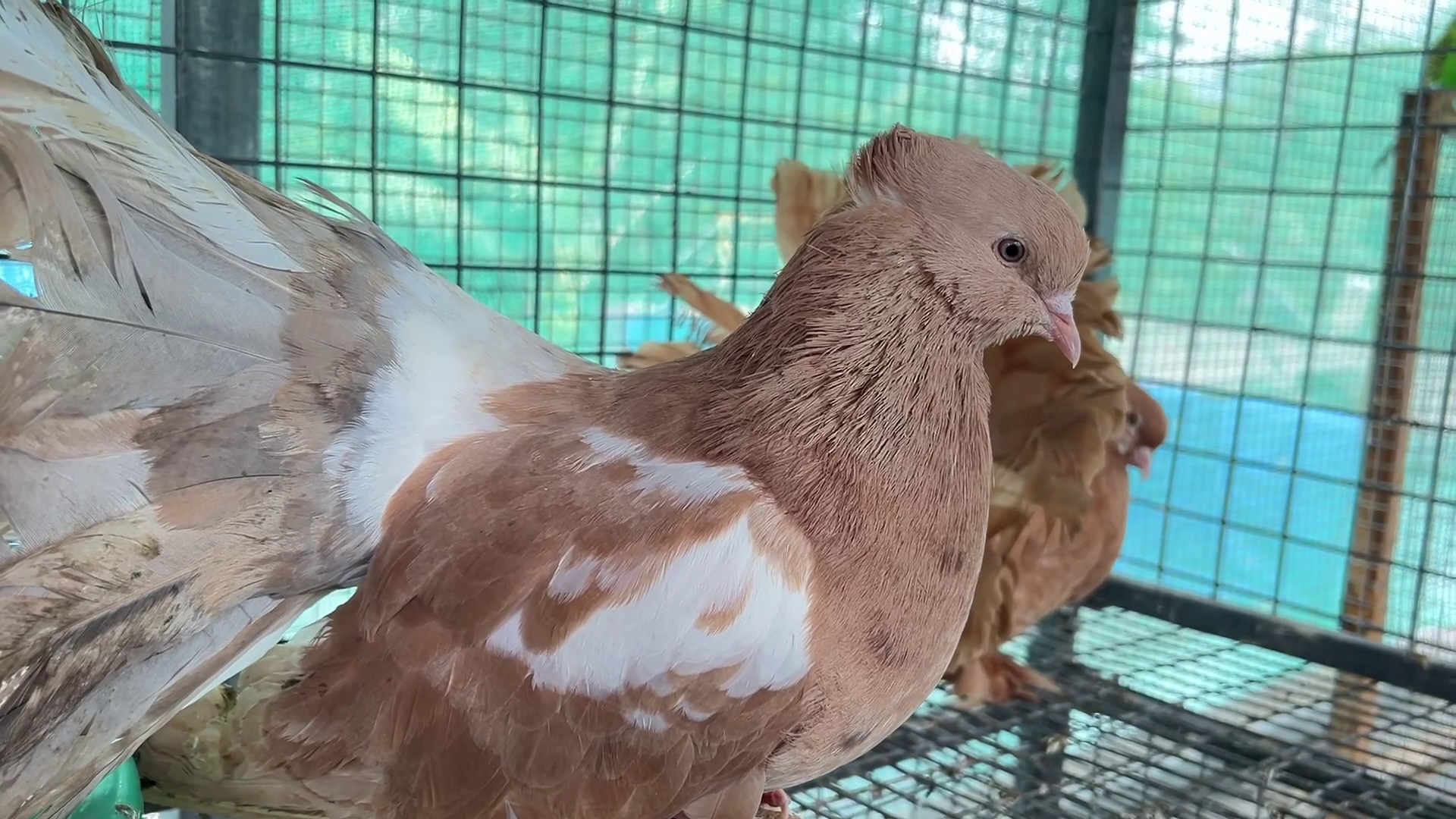 ORNAMENTAL BIRDS FARMING POOPARA  BIRDS FARMING OF VIJAY IN IDUKKI  അലങ്കാര പക്ഷി വളര്‍ത്തല്‍  പൂപ്പാറ വിജയ്‌ പക്ഷി വളര്‍ത്തല്‍