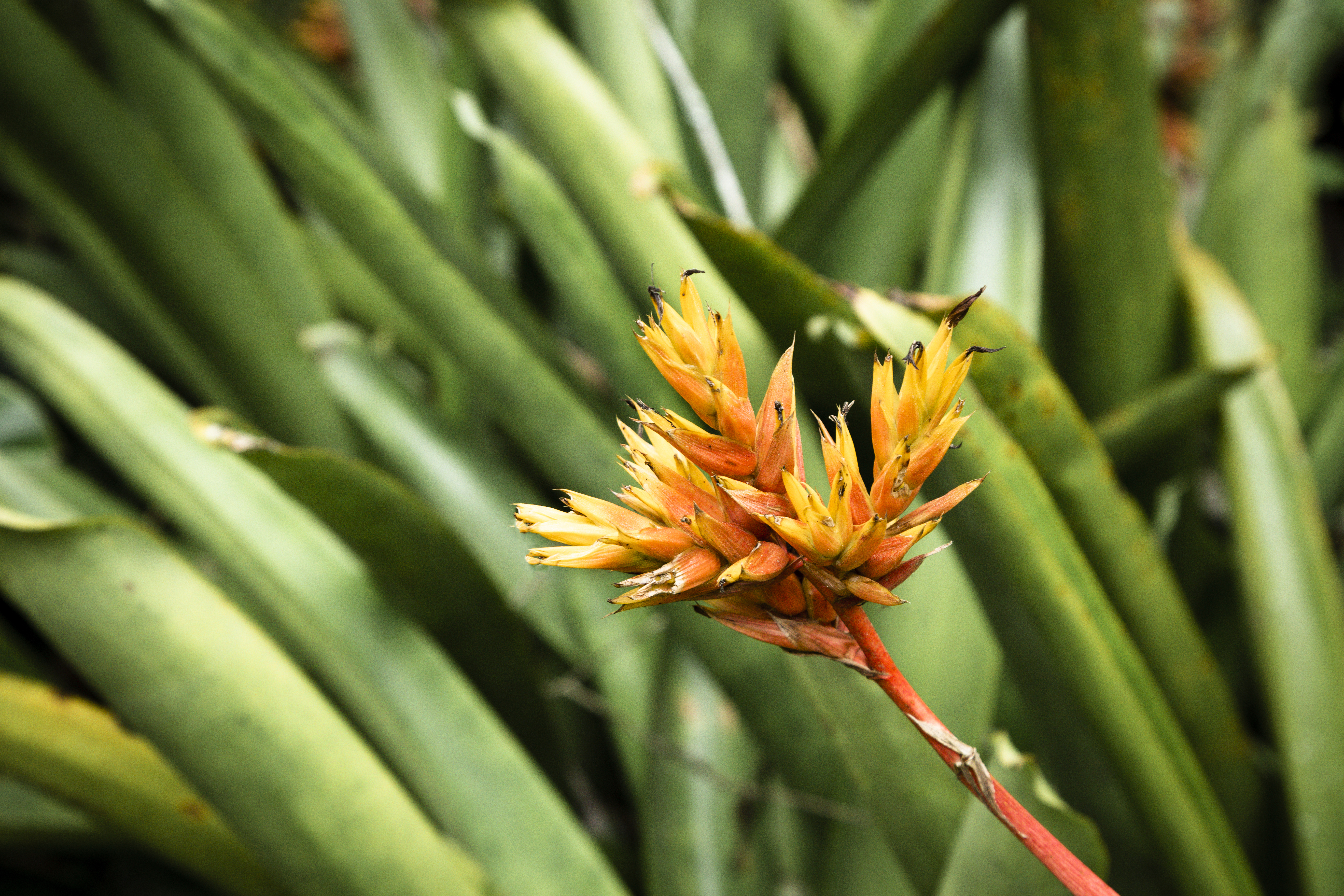 Aloe vera flower which blooms only once a year can change your luck, know its speciality