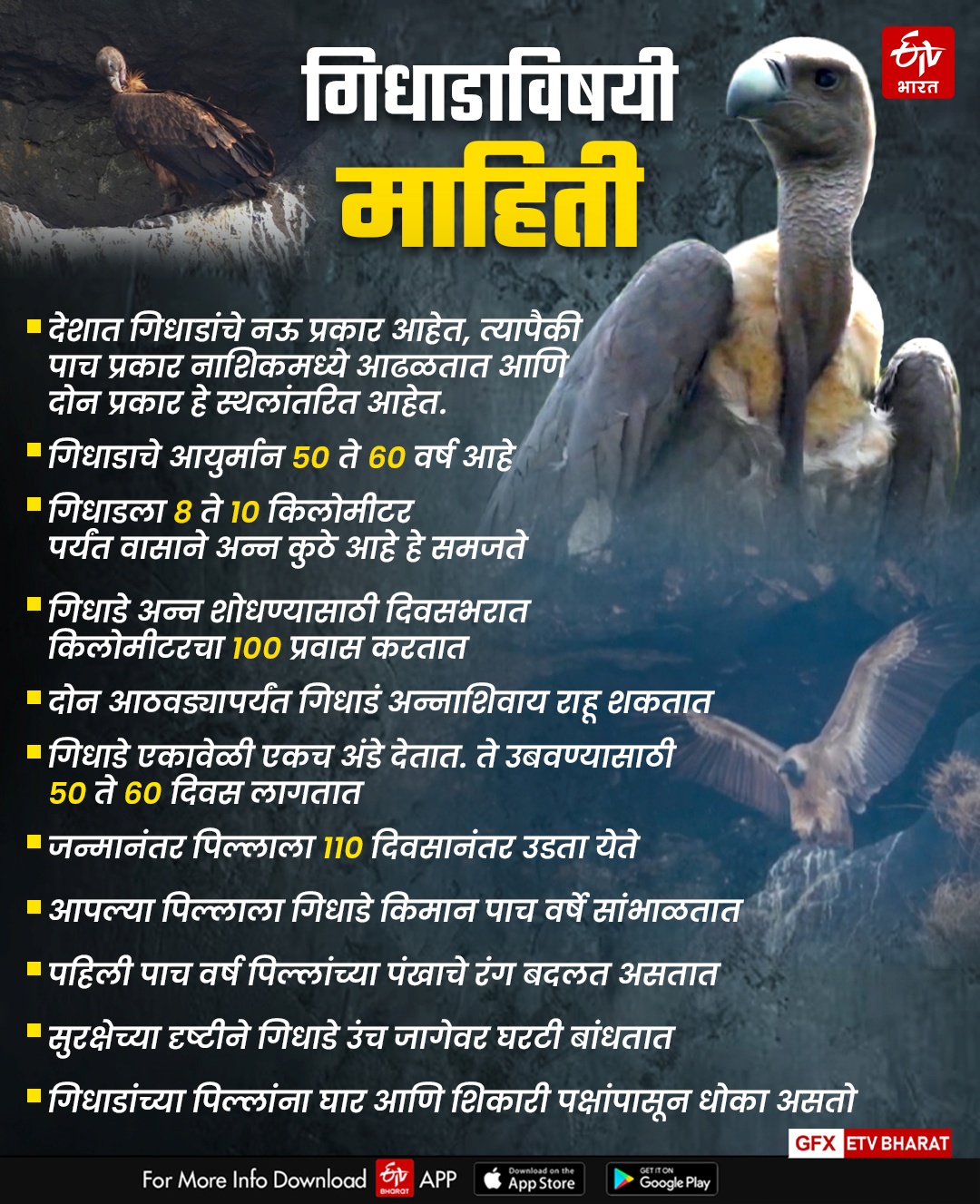 Information About Vultures