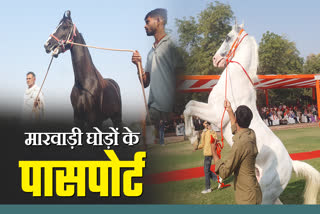 Marwari Horse Passport