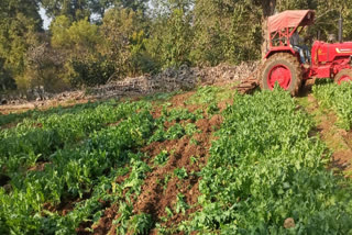 opium cultivation