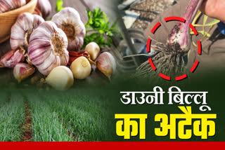 GARLIC MILDEW ATTACK TREATMENT