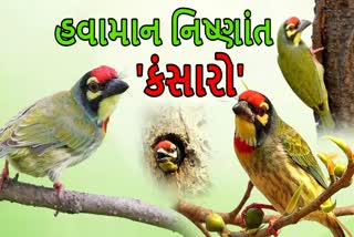 હવામાનનો પાક્કો નિષ્ણાંત 'કંસારો' પક્ષી