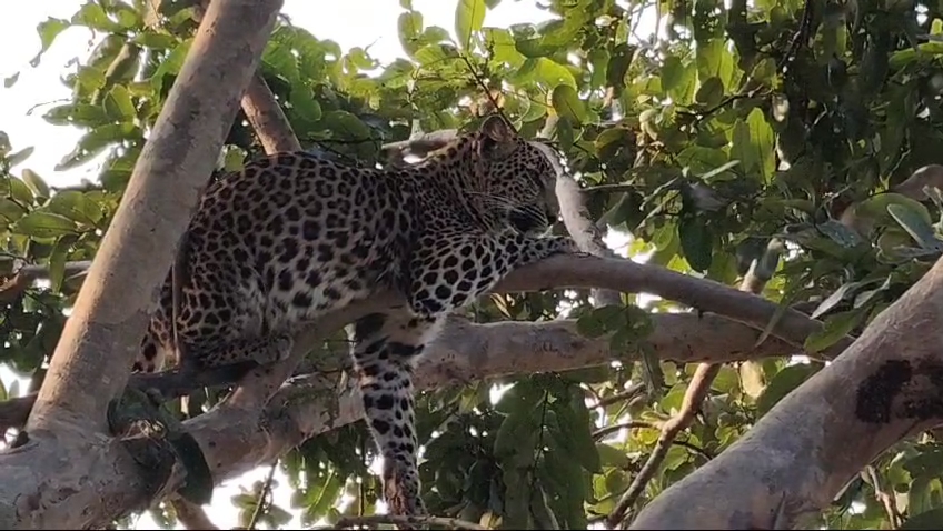 leopard resting on tree PANNA