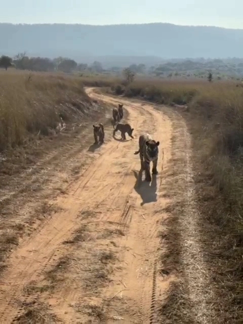 Tigress P 151 strolling with 4 cubs