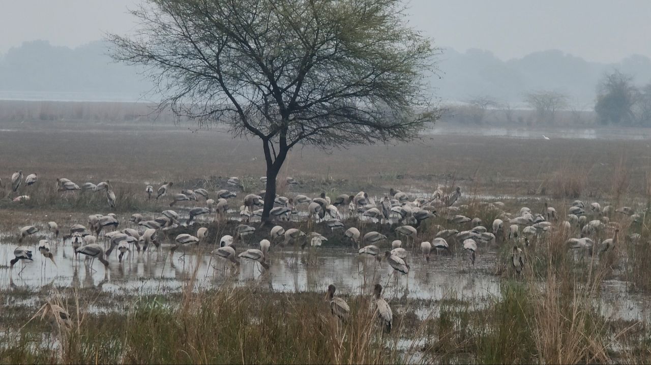 Keoladeo National Park