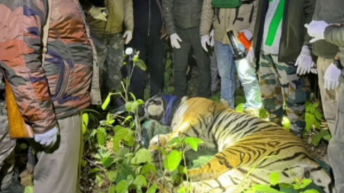 Tigress of Corbett Tiger Reserve tranquilized
