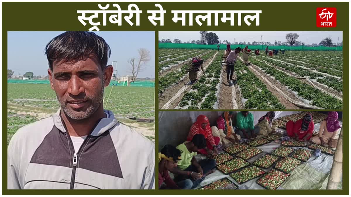 Haryana Strawberry Farming