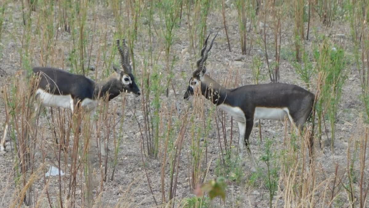 Blackbuck In Chandrapur