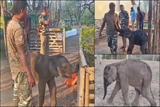 A video of a baby elephant strolling in Erode