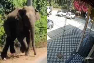 Elephant attack  Hassan