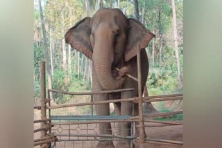 lata-the-elephant-of-dharmasthala-died-on-maha-shivratri