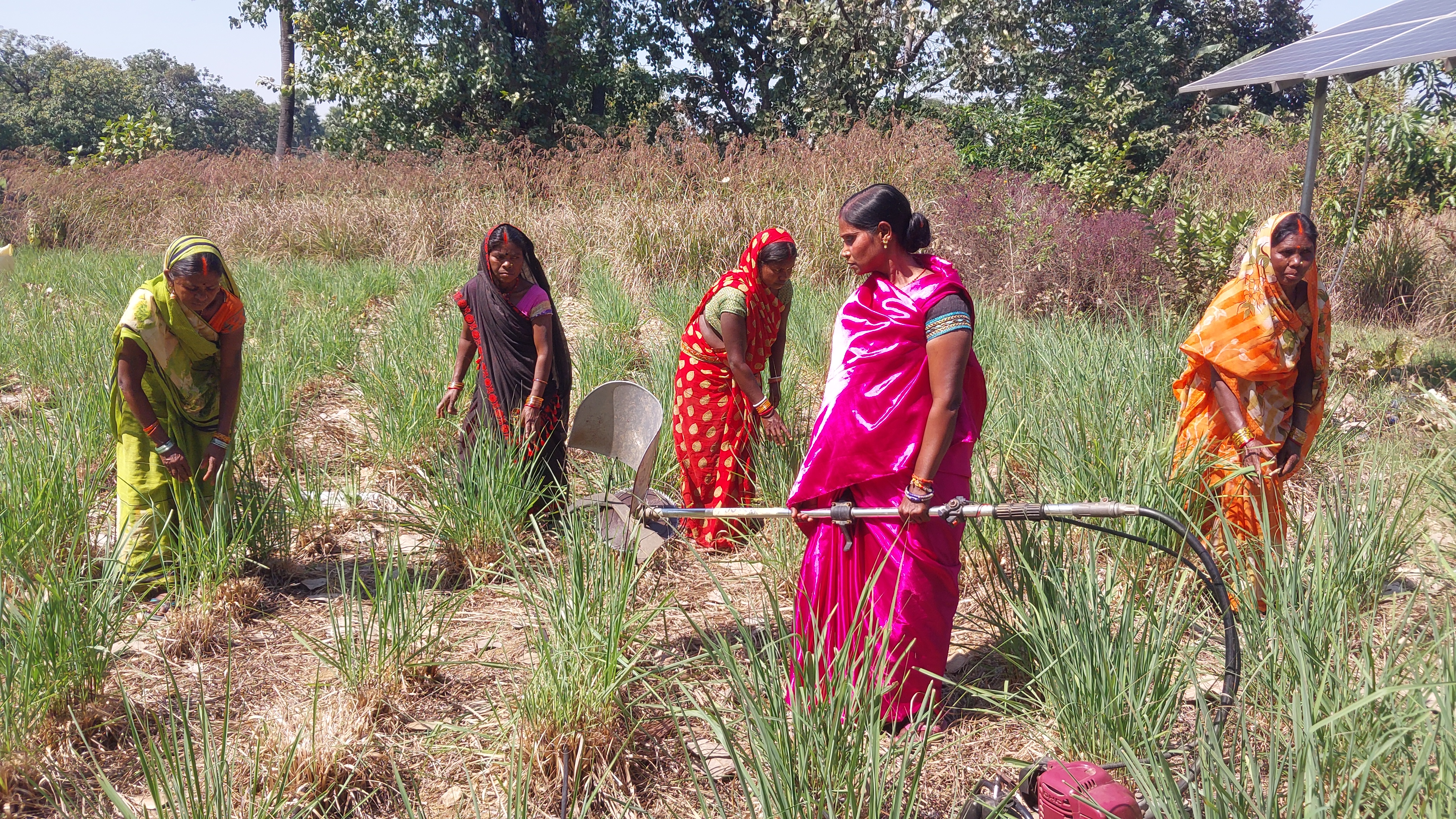 लेमन ग्रास की खेती करतीं महिला किसान मंजू देवी